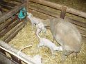 agneau 2006 0010